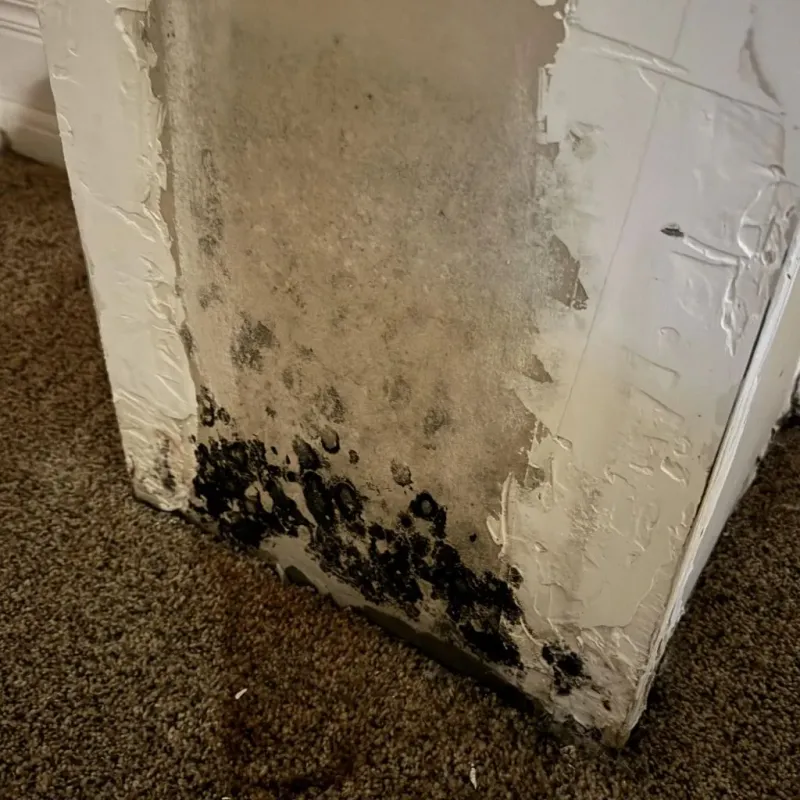 Professional Mold Removal in Osseo, WI